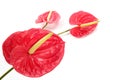 Anthurium exotic beautiful red flower still