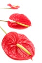 Anthurium exotic beautiful red flower still Royalty Free Stock Photo