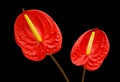 Anthurium exotic beautiful red flower still. Royalty Free Stock Photo