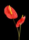 Anthurium exotic beautiful red flower still. Royalty Free Stock Photo