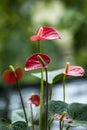 Anthurium - An exotic flamingo flower