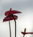 Anthurium - An exotic flamingo flower