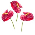 Anthurium. exotic red flower Royalty Free Stock Photo