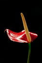 Anthurium flamingo flower Royalty Free Stock Photo