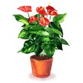 Anthurium, Flamingo flower, blossoming plant with red flowers in brown flowerpot, isolated, hand drawn watercolor