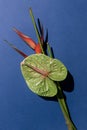 Anthurium or flamingo flower and heliconia or lobster claw plant on the blue background.