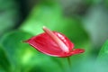 Anthurium flower