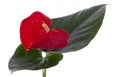 Anthurium flower Royalty Free Stock Photo