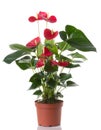 Anthurium flower Royalty Free Stock Photo