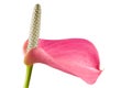 Anthurium flower Royalty Free Stock Photo