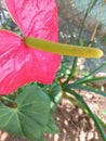 The Anthurium Flower in Bloom Royalty Free Stock Photo