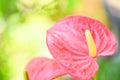Anthurium flower blooming in the garden - tailflower , flamingo flower laceleaf floral pink