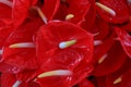 Anthurium flower. Flamingo lily or Anthurium also called love flower close-up. Royalty Free Stock Photo