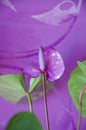 anthurium flower. flowering nature closeup. macro of flowering tailflower plant. purple exotic laceleaf flower. natural flower