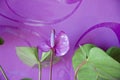 anthurium flower. flowering nature closeup. macro flowering tailflower plant. purple exotic laceleaf flower. natural flower