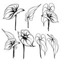 Anthurium flower graphic elements.
