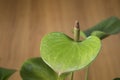 Anthurium flower green composition in a house