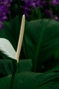 Anthurium flower petals on a single leaf. Royalty Free Stock Photo