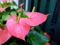 Anthurium flower pink color Royalty Free Stock Photo