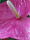 Anthurium flower pink color. Blossoming plant of Anthurium Flamingo flowers. Royalty Free Stock Photo