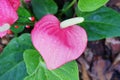 Anthurium flower Royalty Free Stock Photo