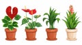 Anthurium flower pots set isolated on white background. Collection of cartoon plants for home decoration. Cactus Royalty Free Stock Photo