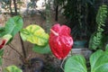 Anthurium flower. Red colors. Anthurium flower close-up. Royalty Free Stock Photo