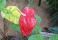 Anthurium flower. Red colors. Anthurium flower close-up. Royalty Free Stock Photo