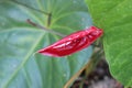 Anthurium flower. Red colors. Anthurium flower close-up. Beautiful composition Royalty Free Stock Photo