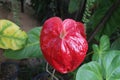 Anthurium flower. Red colors. Anthurium flower close-up. Royalty Free Stock Photo