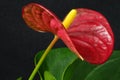 Anthurium flower with red petals and green leaves Royalty Free Stock Photo