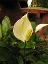 Anthurium flower welcome and joy.