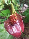 Anthurium flower Royalty Free Stock Photo