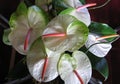 Anthurium Flowers 1