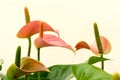 Anthurium flowers Royalty Free Stock Photo