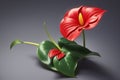 Anthurium flowers. Royalty Free Stock Photo