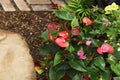 Anthurium Flowers Royalty Free Stock Photo