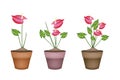 Anthurium Flowers or Flamingo Lily in Ceramic Flower Pots