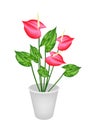 Anthurium Flowers or Flamingo Lily in A Flower Pot