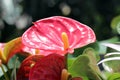 Anthurium flowers at the Flowers holiday in Winter Boulevard park in Baku city