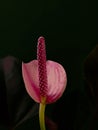 Anthurium flowers are pink, beautiful broadleaf flowers