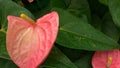 Anthurium flowers and plant Royalty Free Stock Photo