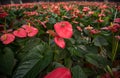 Anthurium flowers Royalty Free Stock Photo