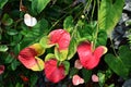 Anthurium flowers Royalty Free Stock Photo