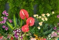 Anthurium Flowers- background Royalty Free Stock Photo