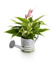 Anthurium flowers in watering can isolated on white background with clipping path included. Royalty Free Stock Photo