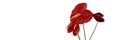 Anthurium flowers 1200x400 Royalty Free Stock Photo