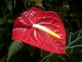 Red Anthurium