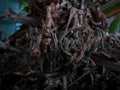 Laceleaf Anthurium Root