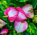 Anthurium are good indoor plant